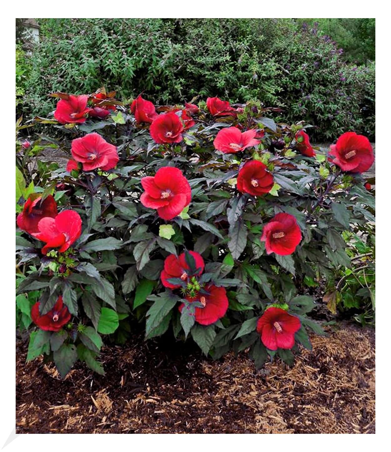 Hardy - Red for planting in home garden